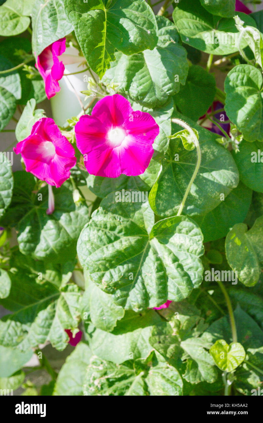 Flowering green plant with bright flowers in summer Stock Photo - Alamy