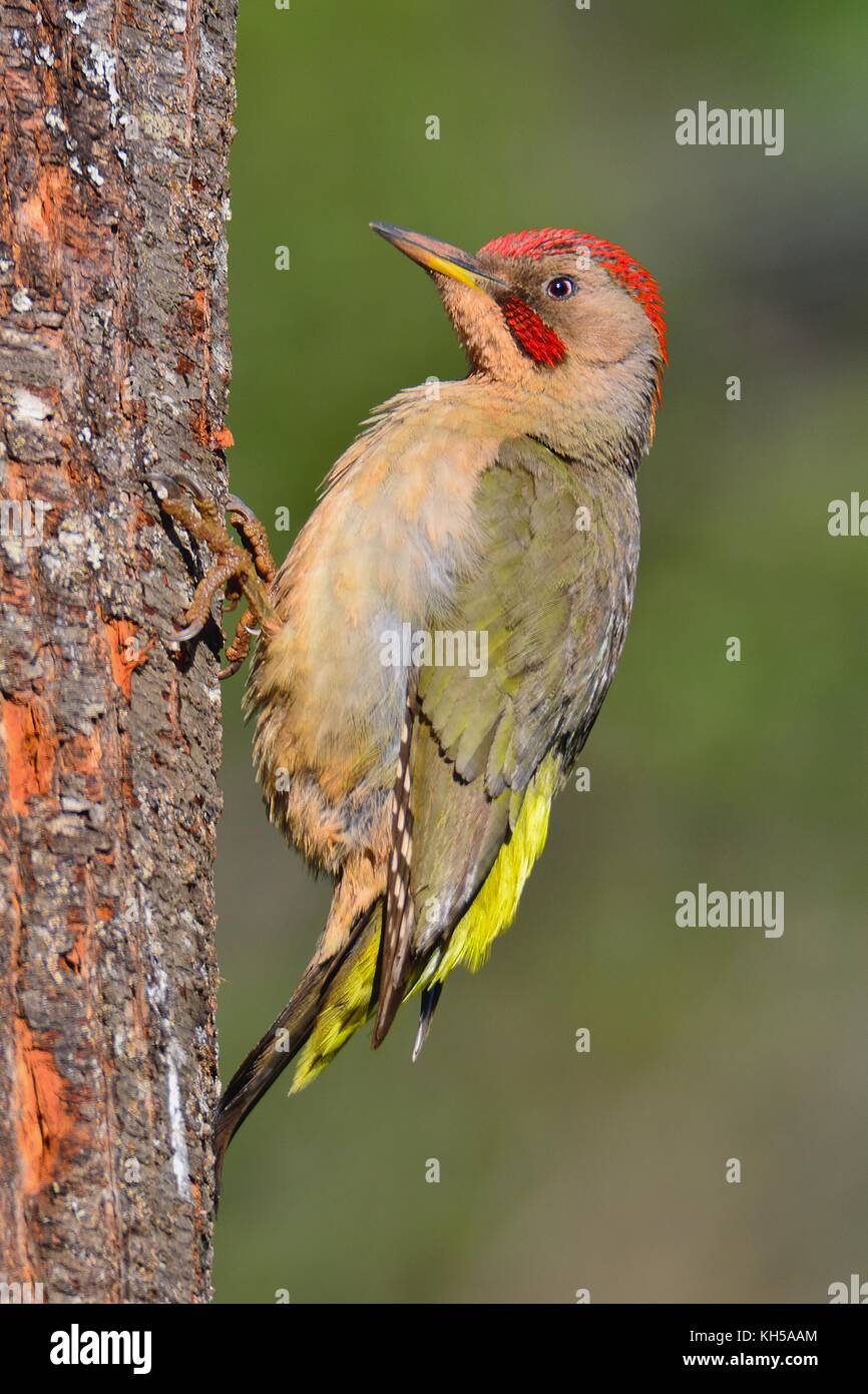Male european green woodpecker perched on a branch. Stock Photo