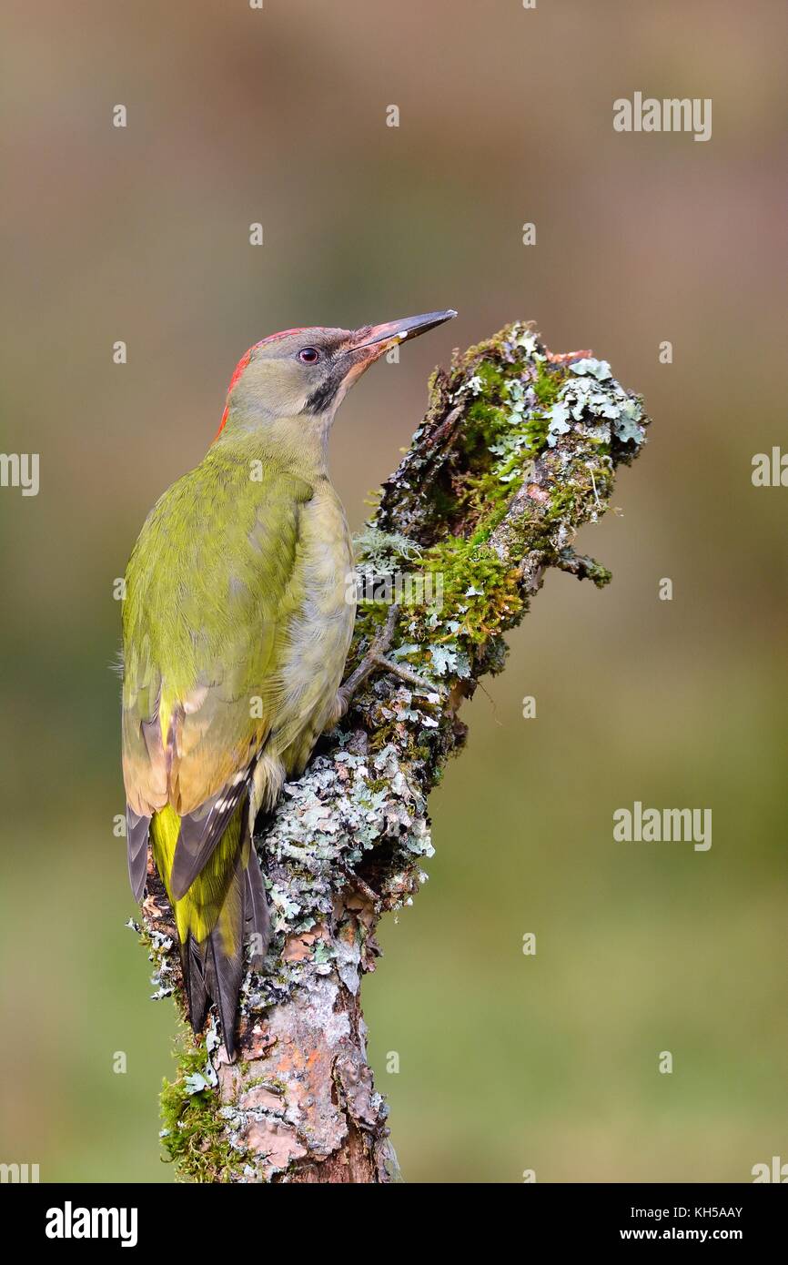 European green woodpecker perched on a branch. Stock Photo