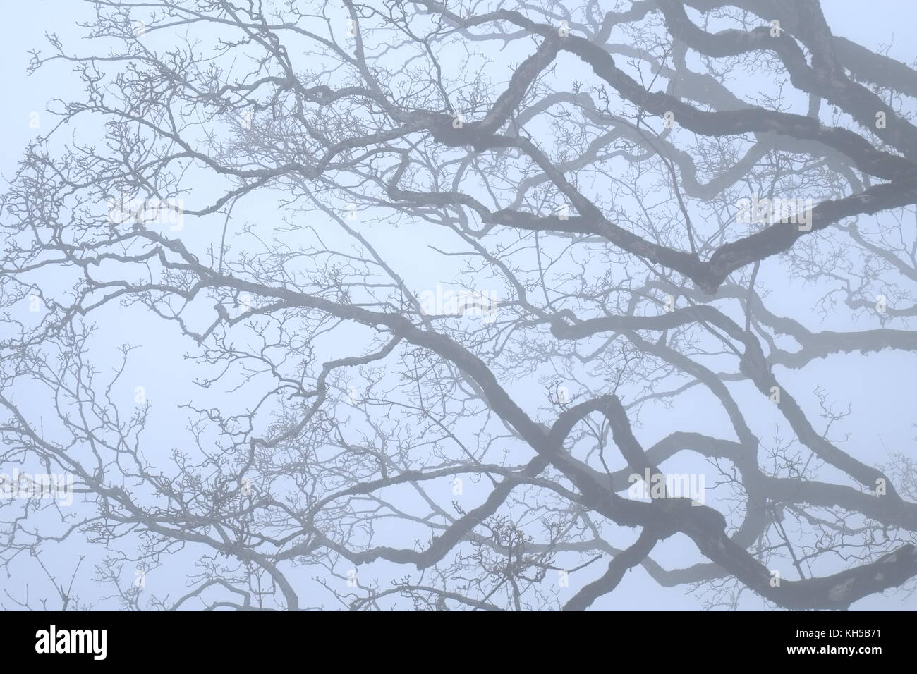 Tree in the fog Stock Photo - Alamy