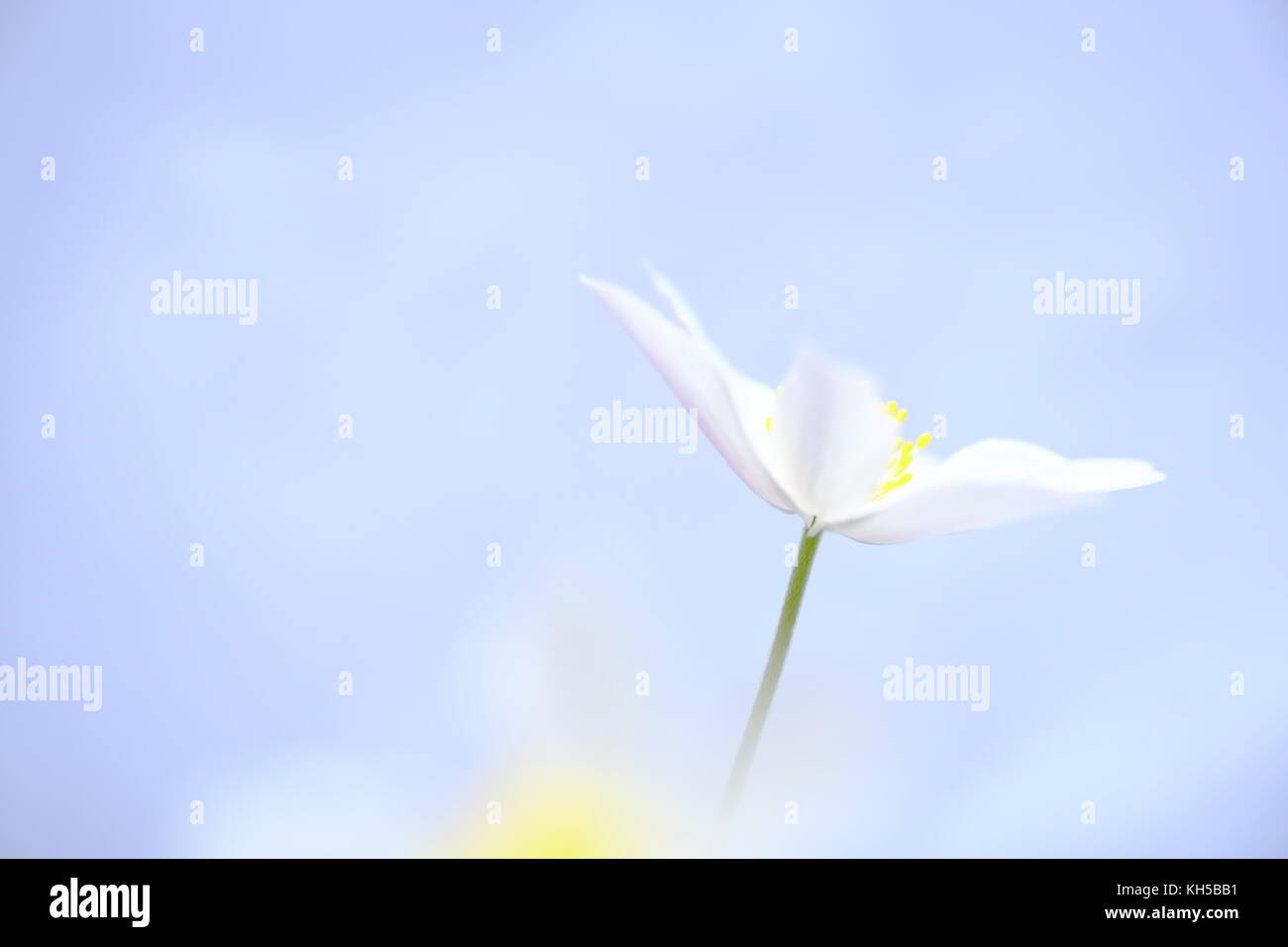 Wood Anemone with white background Stock Photo - Alamy