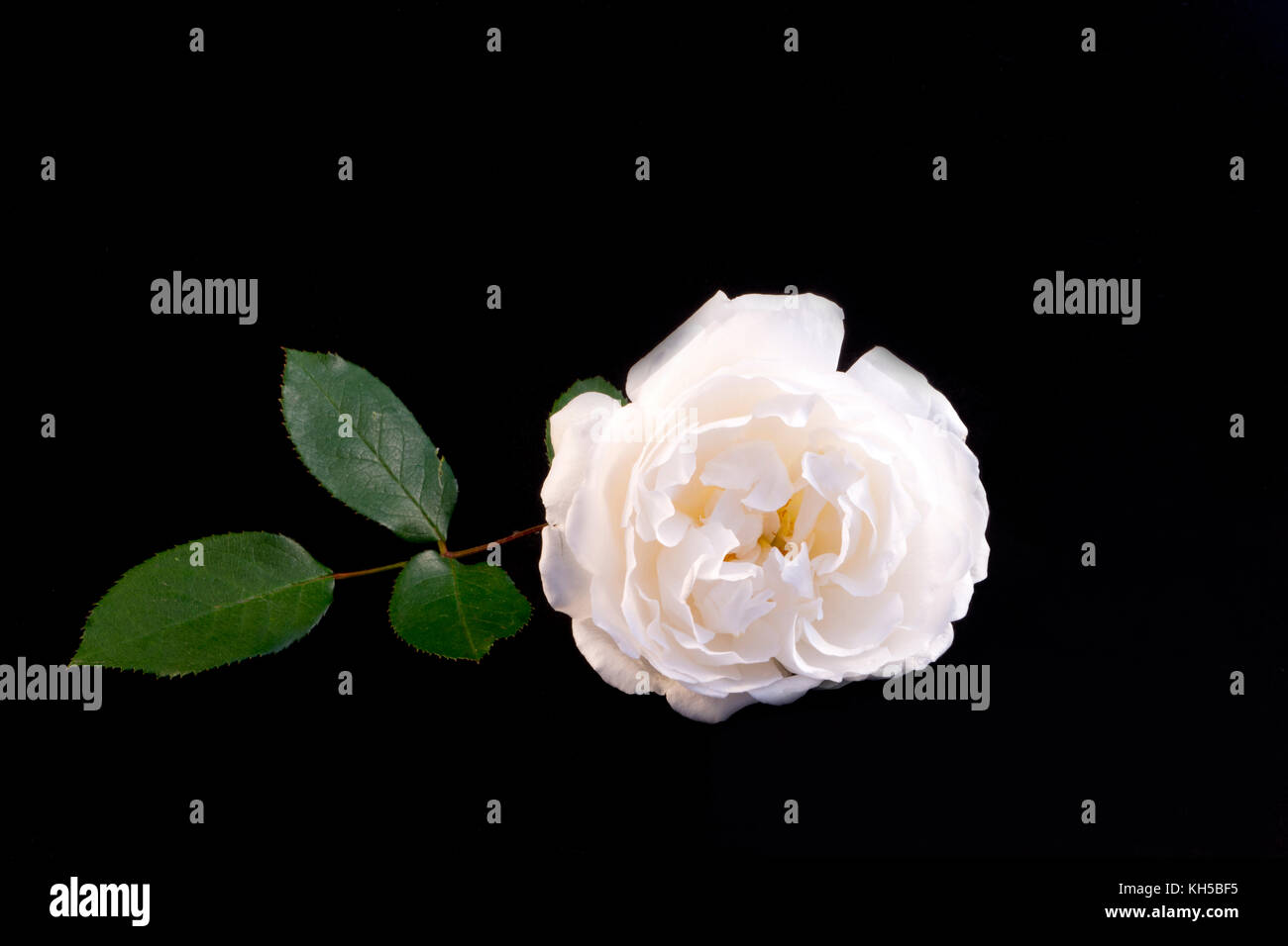White rose on a black background Stock Photo - Alamy