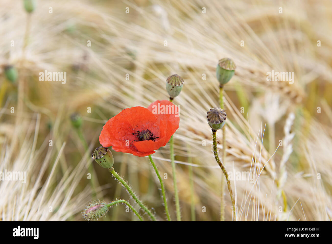 Red poppy between wheat ears Stock Photo - Alamy