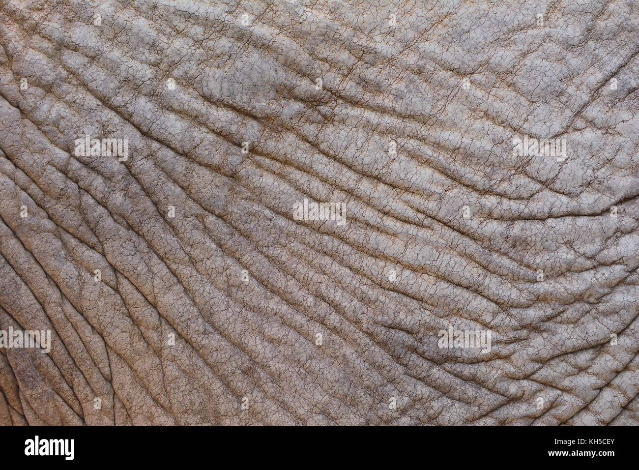 elephant-skin-texture-hi-res-stock-photography-and-images-alamy