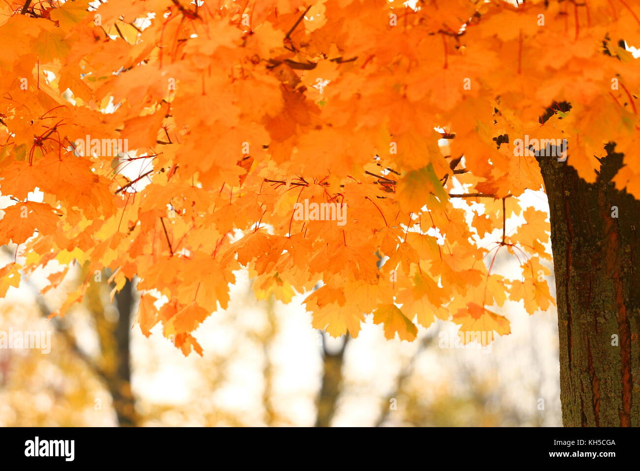 Golden autumn leaves on maple tree Stock Photo - Alamy