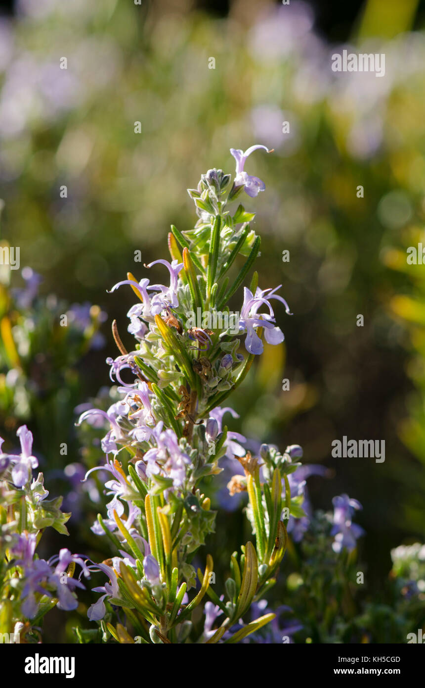 Rosemary, wild Rosemary plant, Rosmarinus officinalis, flowering, Spain Stock Photo