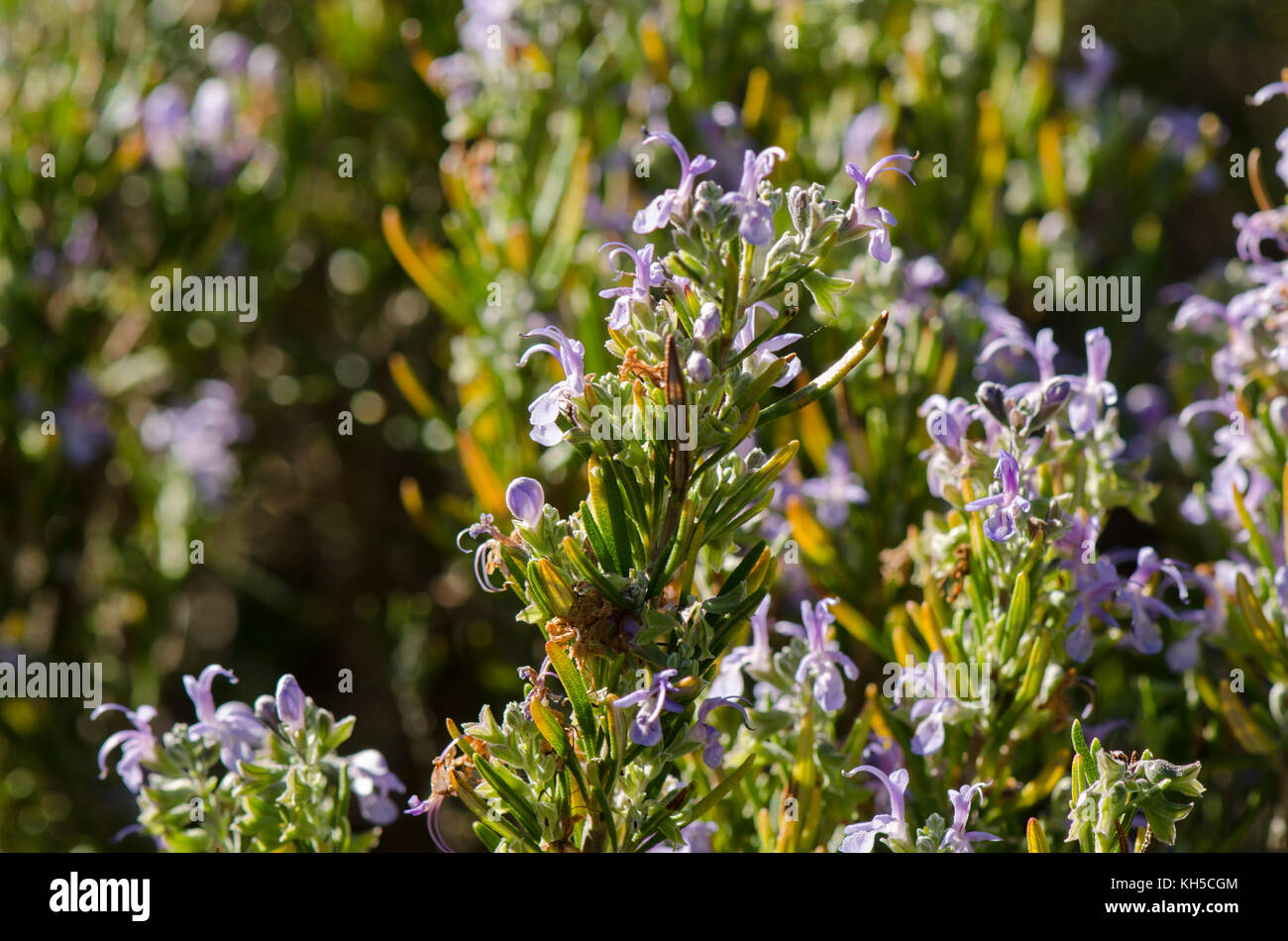 Rosemary, wild Rosemary plant, Rosmarinus officinalis, flowering, Spain Stock Photo