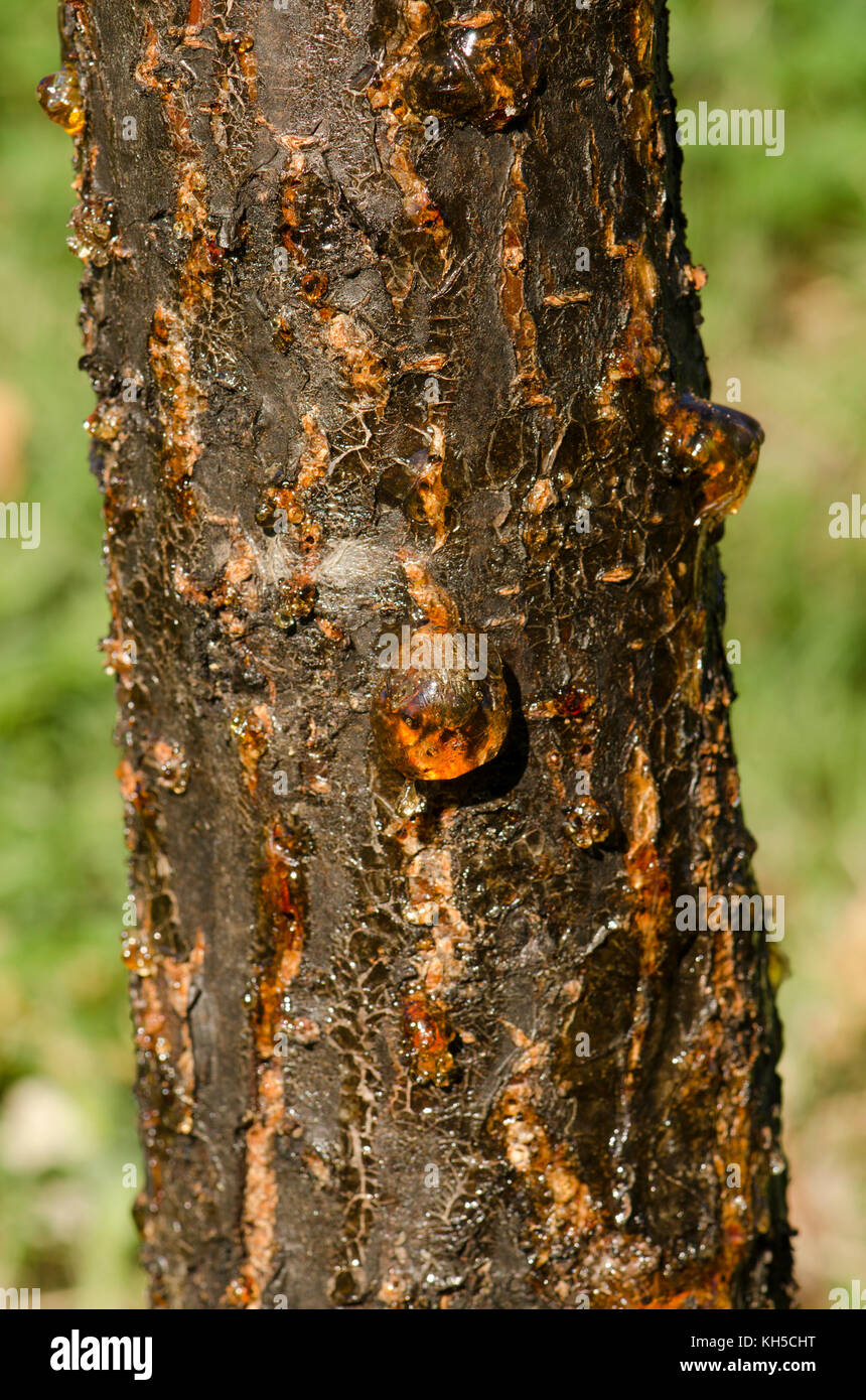 Plum tree oozing sap from bark due to fungal disease, weakened by Hot, dry conditions, Spain. Stock Photo