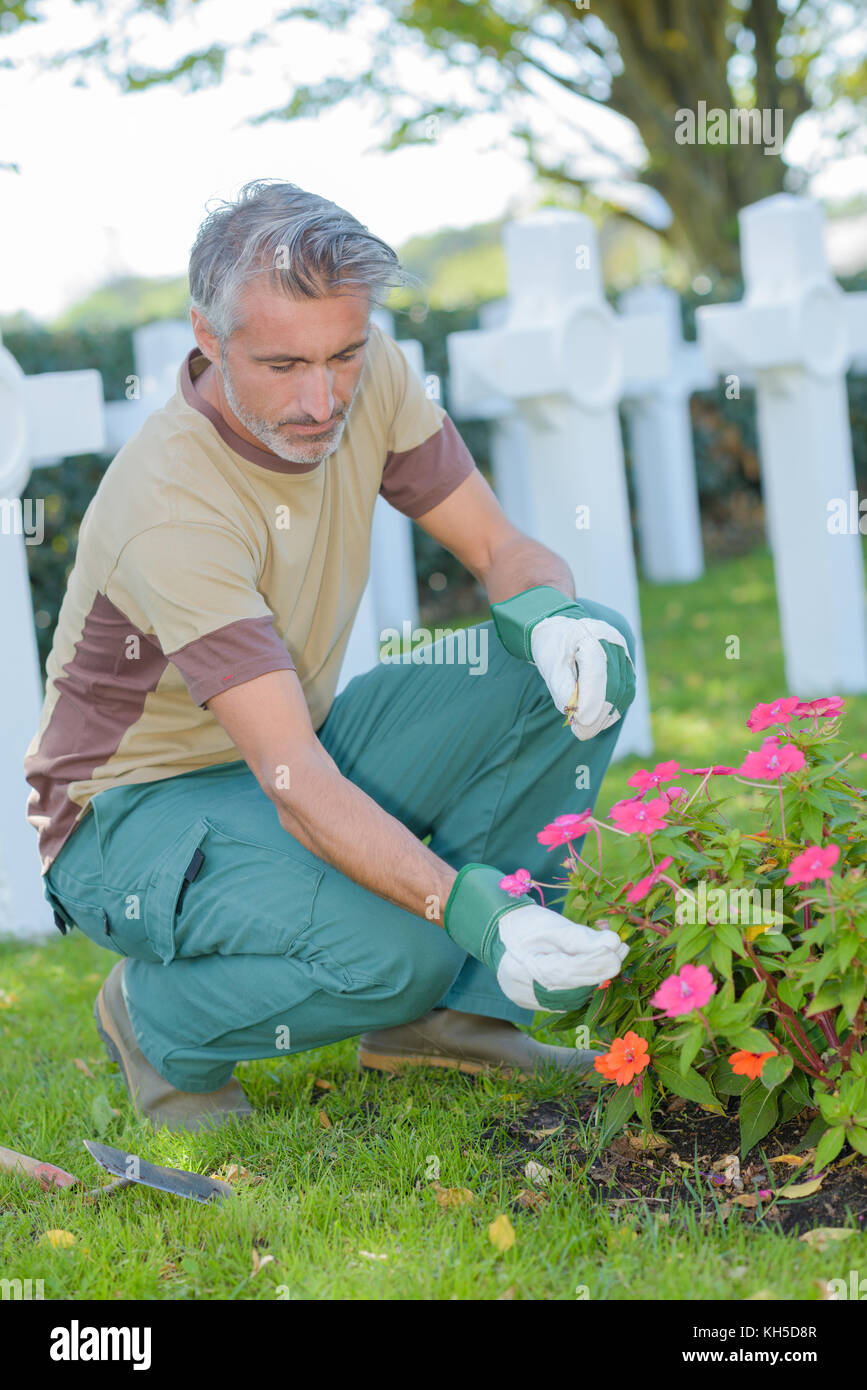 checking the plant on the grave Stock Photo Alamy