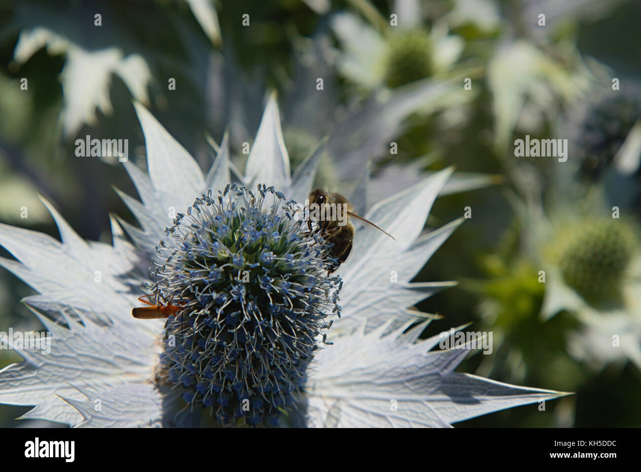 Eryngium x zabelii 'Violetta' pictured at RHS Gardens,Harlow Carr