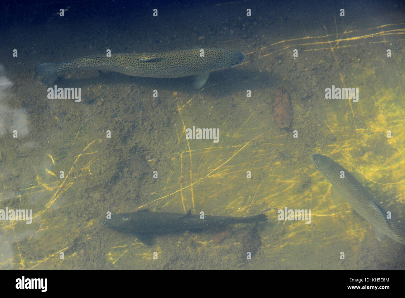 Rainbow trout in the water in the trout farm Stock Photo