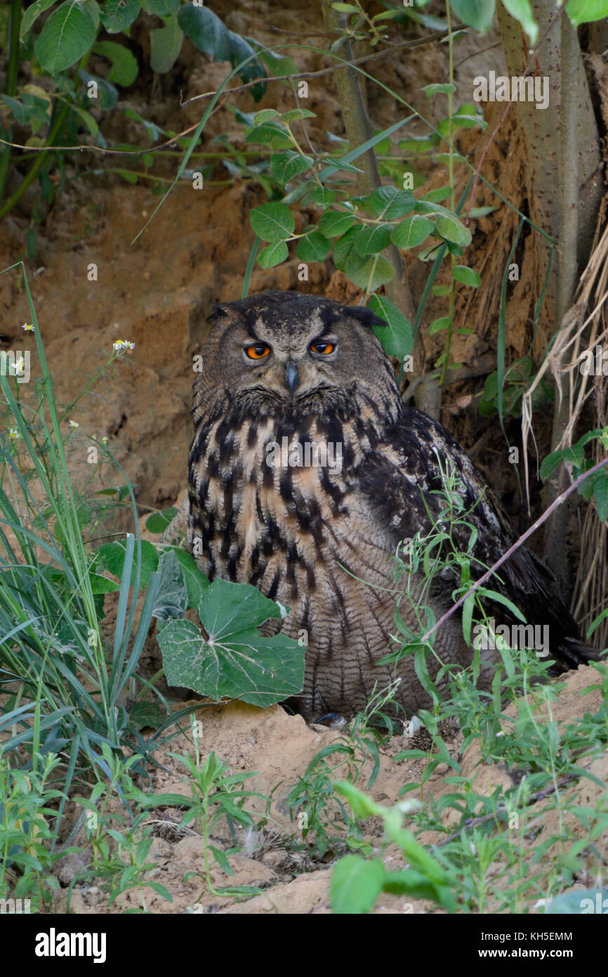 Eurasian Eagle Owl ( Bubo bubo ), adult, hiding, resting under bushes, watching, secretive, camouflaged, bright orange eyes, wildlife, Europe. Stock Photo