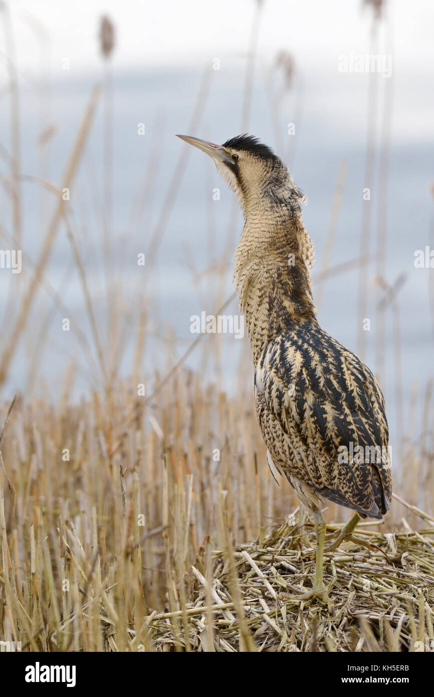 Bittern / Rohrdommel ( Botaurus stellaris ), adult in winter, walking ...