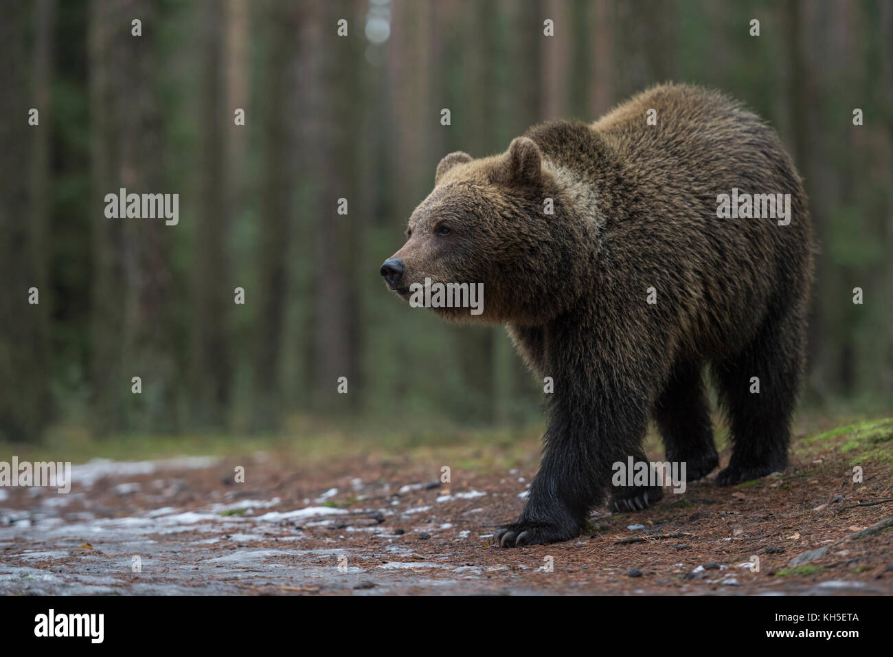 Eurasian Brown Bear / Braunbaer ( Ursus arctos ), strong and powerful ...