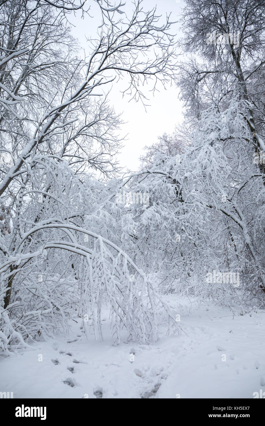 Beautiful winter snowy landscape in the park Stock Photo - Alamy