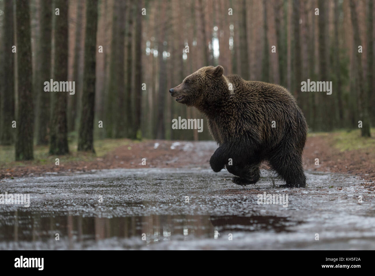 Brown Bear ( Ursus arctos ), young adolescent, running fast through, jumping over a frozen puddle, crossing a forest road, in winter, Europe. Stock Photo