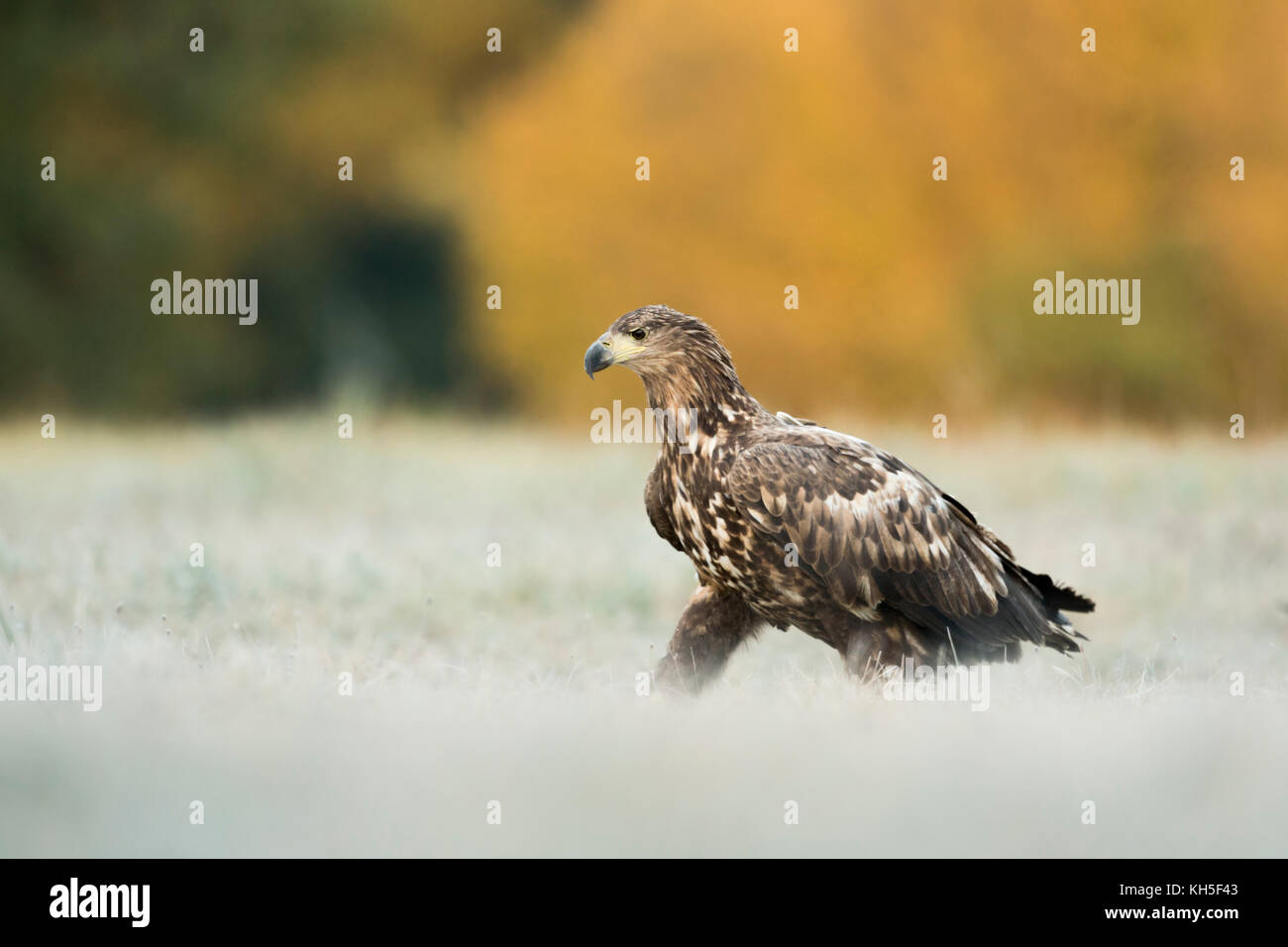 White-tailed Eagle / Sea Eagle ( Haliaeetus albicilla ) juvenile, walking over a frozen meadow, in front of beautiful coloured woods, wildlife, Europe Stock Photo