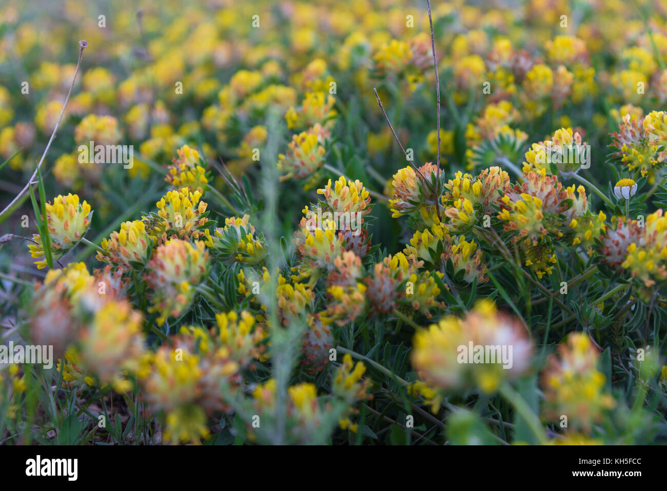 Yellow flowers closeup Stock Photo