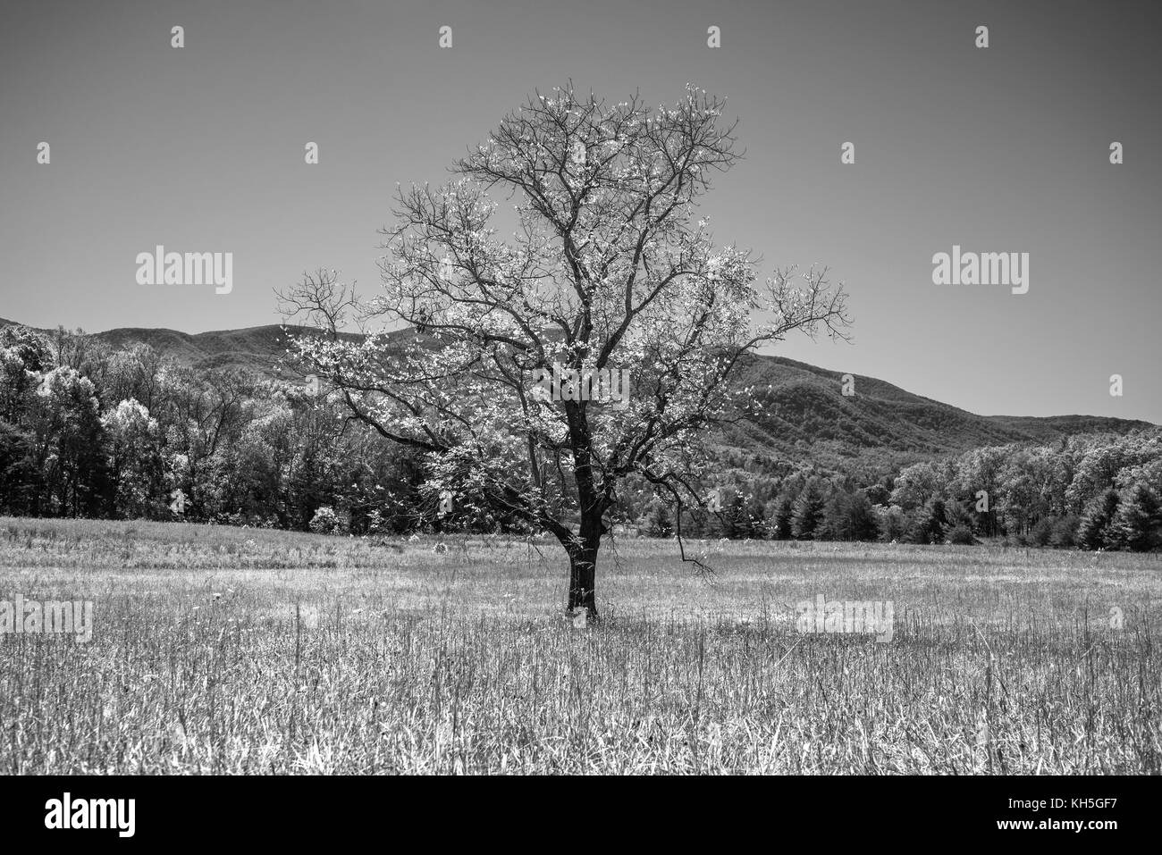 Great Smoky Mountains National Park.  Cades Cove loop road. Stock Photo