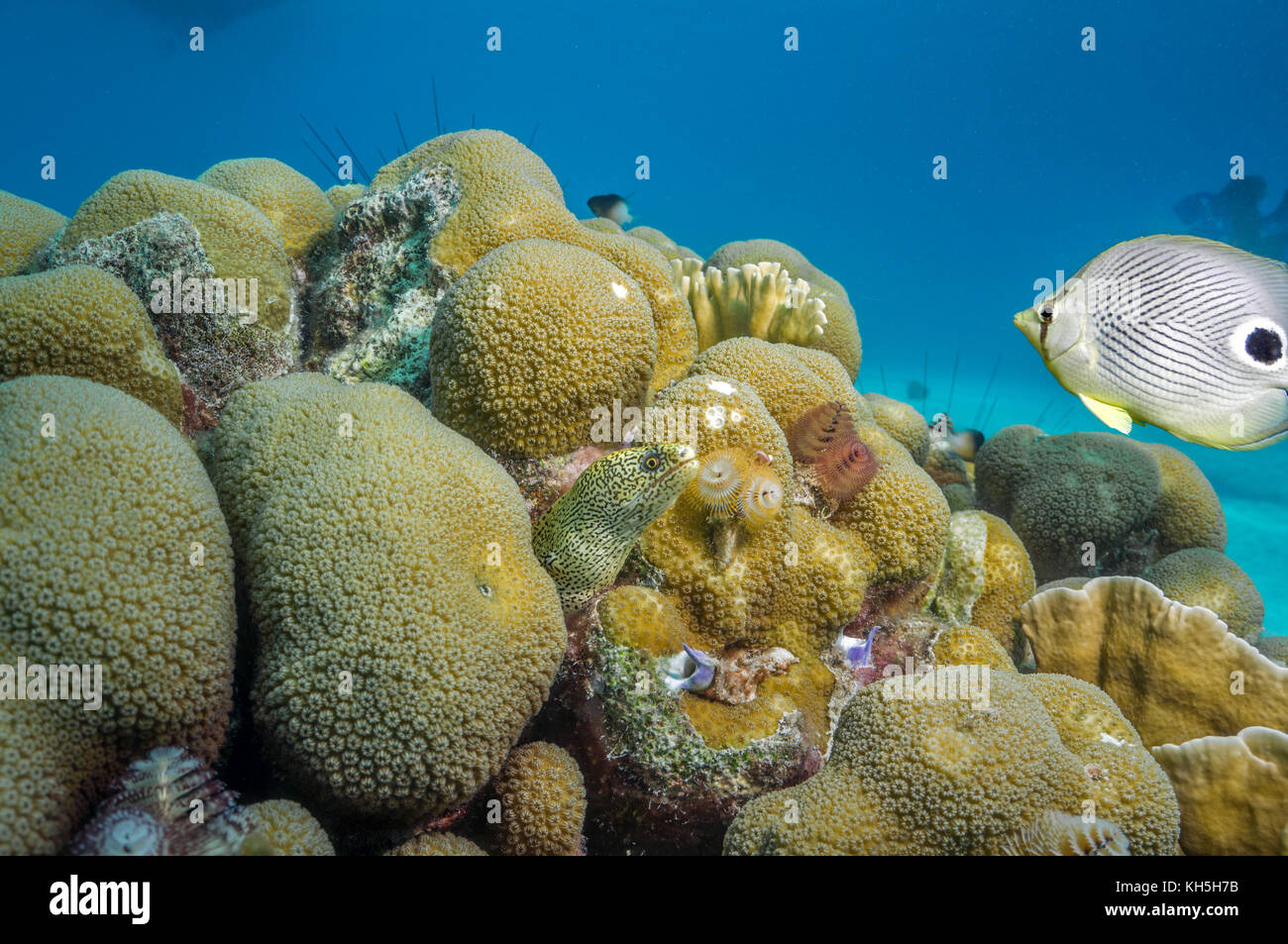 Very yellow goldentail moray bonaire - Stock Image