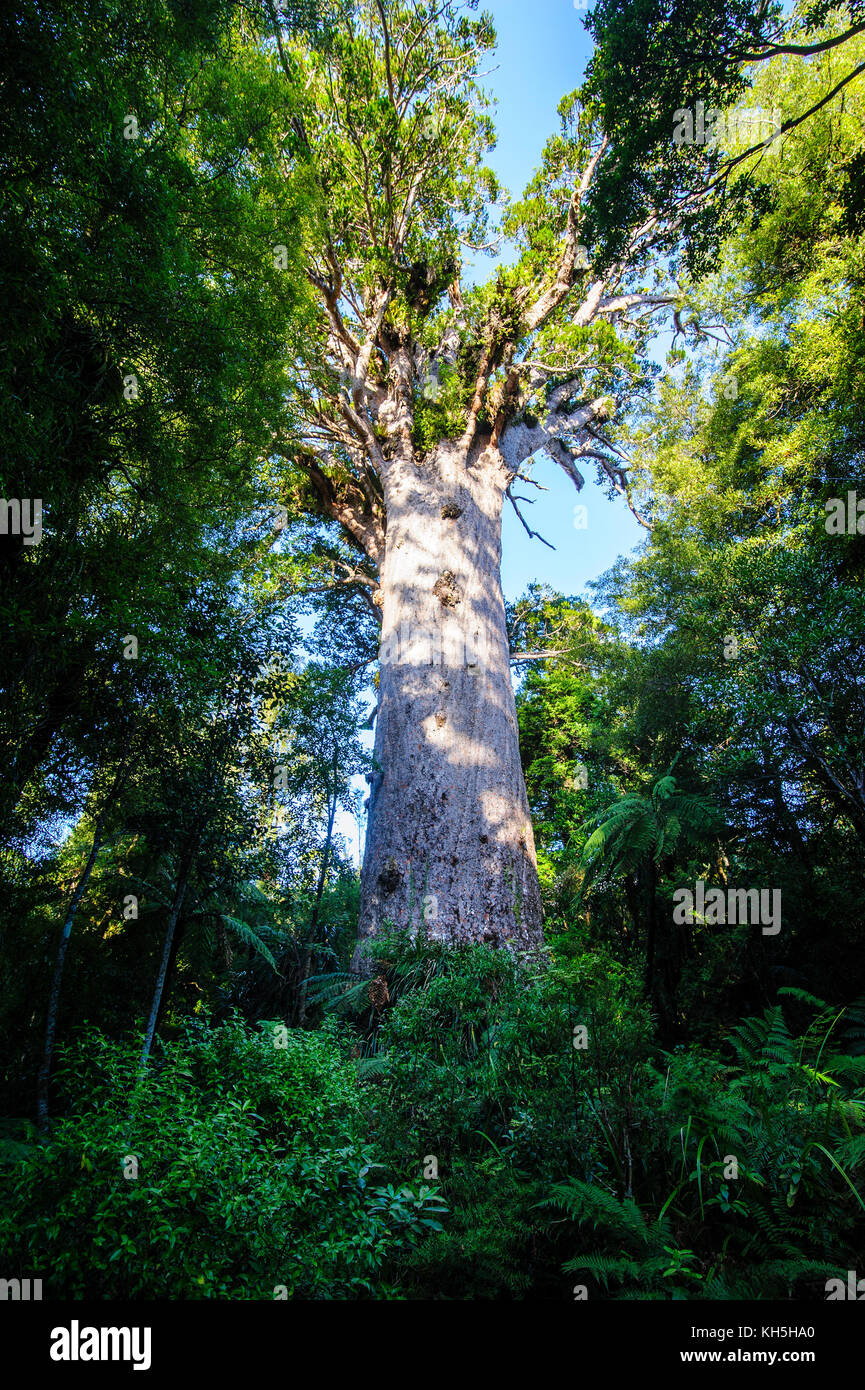 Te Matua Ngahere a giant kauri tree, Waipoua Kauri forest sanctuary ...