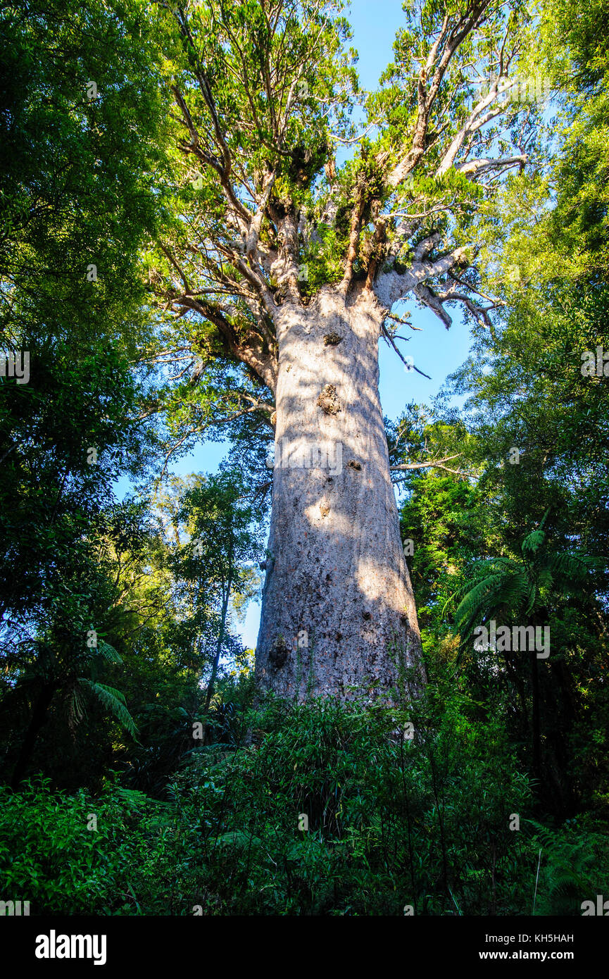 Waipoua kauri forest hires stock photography and images Alamy
