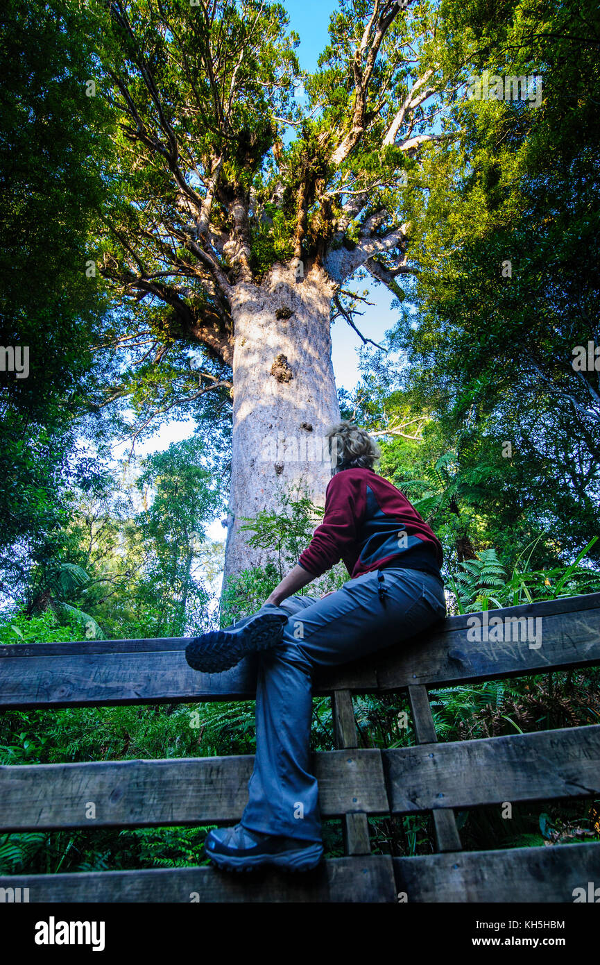 Woman looking at the giant Te Matua Ngahere a giant kauri tree, Waipoua Kauri forest sanctuary ,Westcoast Northland, North Island, New Zealand Stock Photo