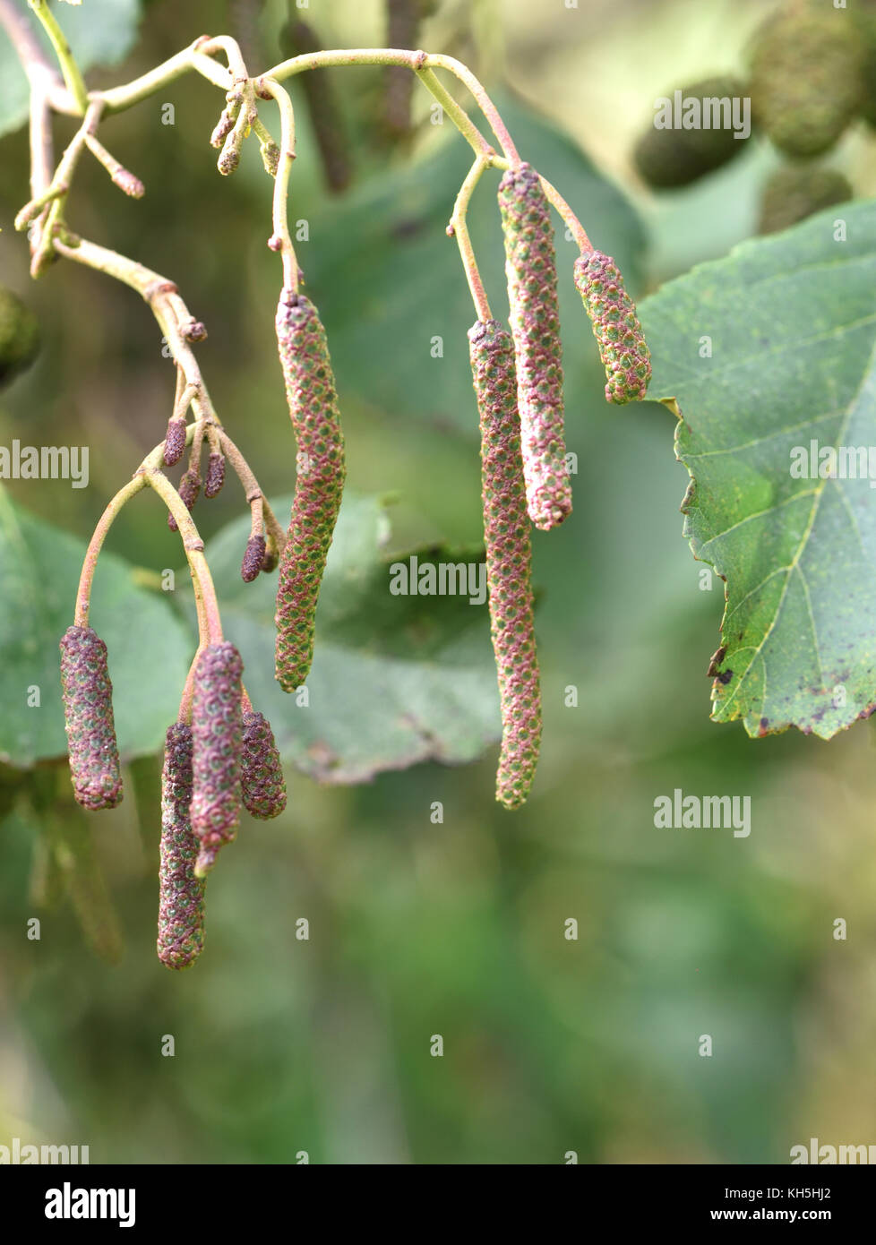 Male and female flowers, catkins, of alder (Alnus glutinosa) in autumn. They both appear on the same tree, monoecious, and open in spring. Bowling Gre Stock Photo