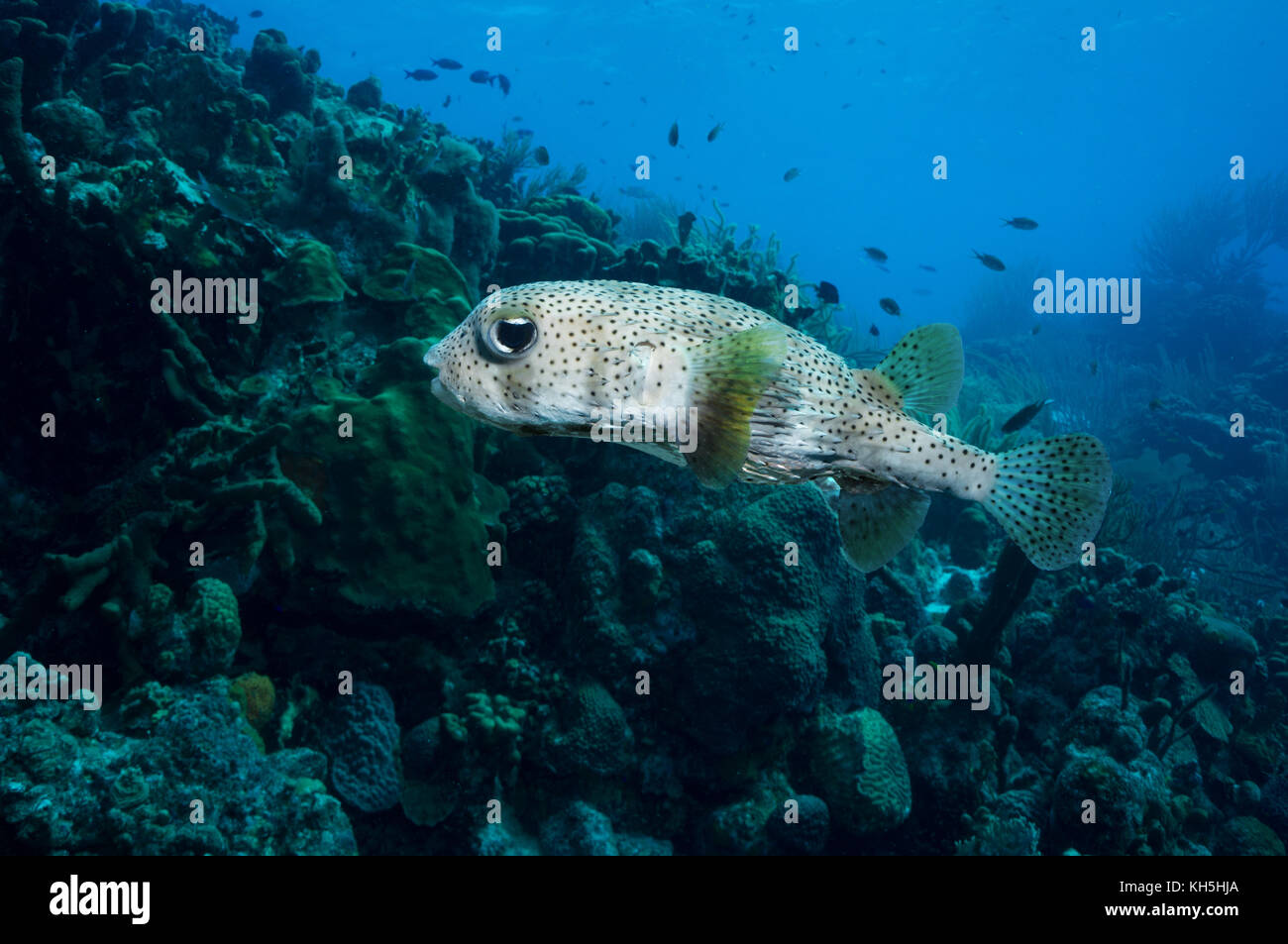 porcupinefish bonaire - Stock Image