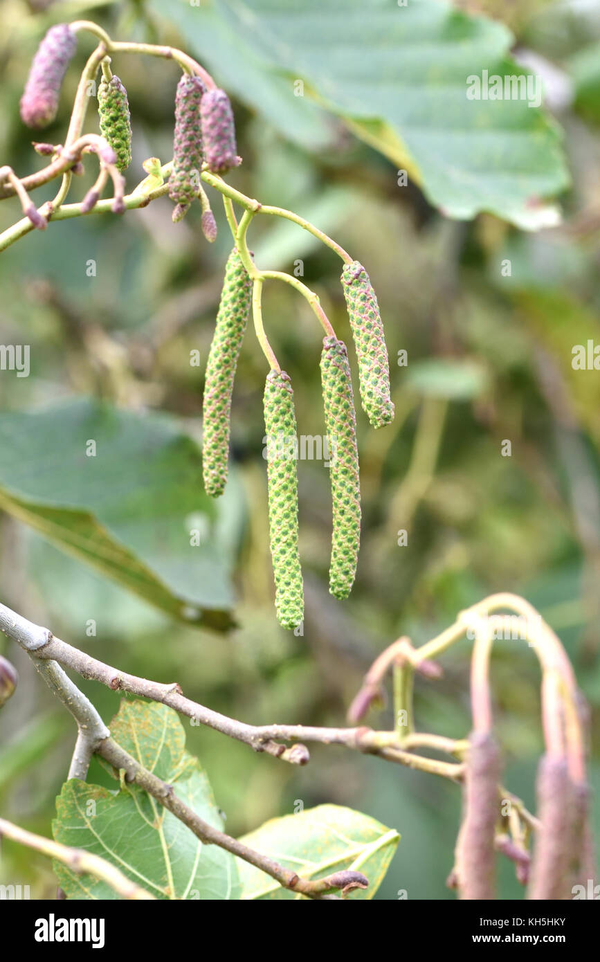 Male flowers, catkins, of alder (Alnus glutinosa) in autumn. Male and female flowers  both appear on the same tree, monoecious, and open in spring. Bo Stock Photo