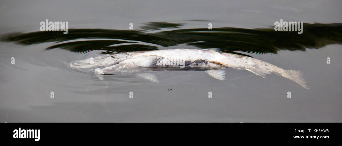 Chum salmon dead after spawning hi-res stock photography and images - Alamy
