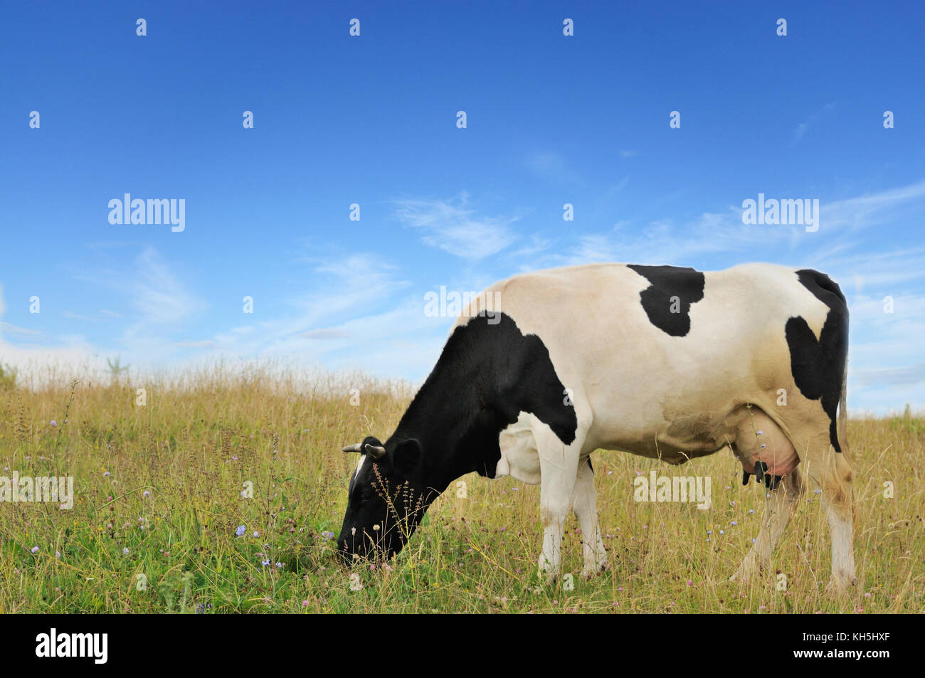 Cow on pasture eating grass Stock Photo - Alamy