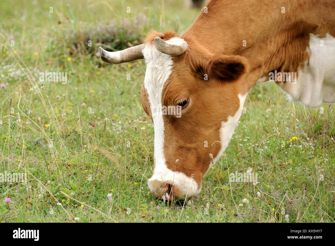 Cow on pasture eating grass Stock Photo - Alamy