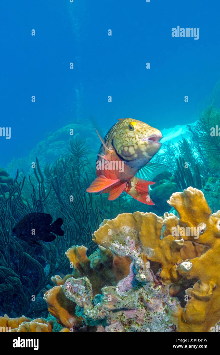Spotlight parrotfish bonaire - Stock Image