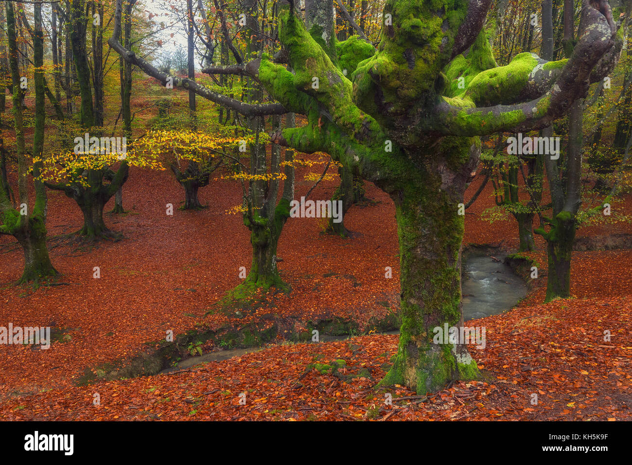 Otzarreta forest in Gorbea Natural Park Stock Photo