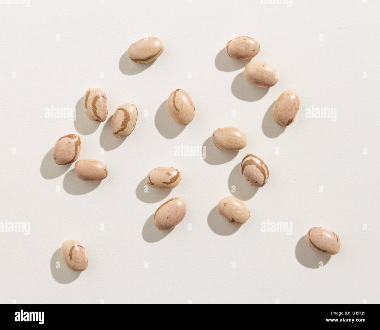 Phaseolus vulgaris is scientific name of Pinto Bean legume. Also known