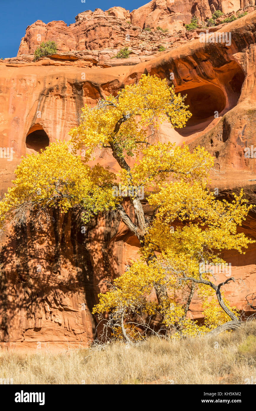A Cottonwood Tree in full Autumn color against the red rock cliffs and