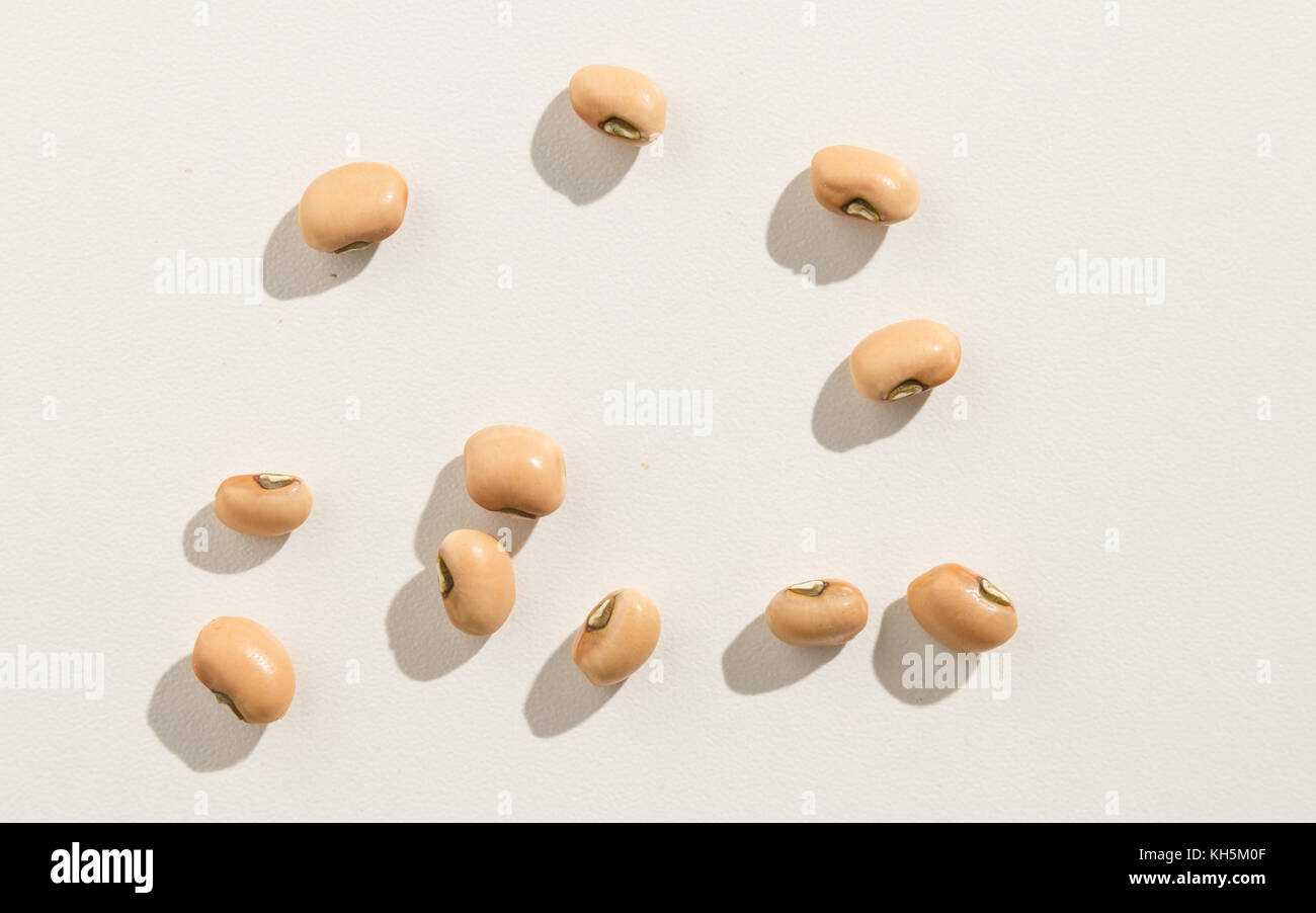 Vigna unguiculata is scientific name of Cowpea legume. Also known as