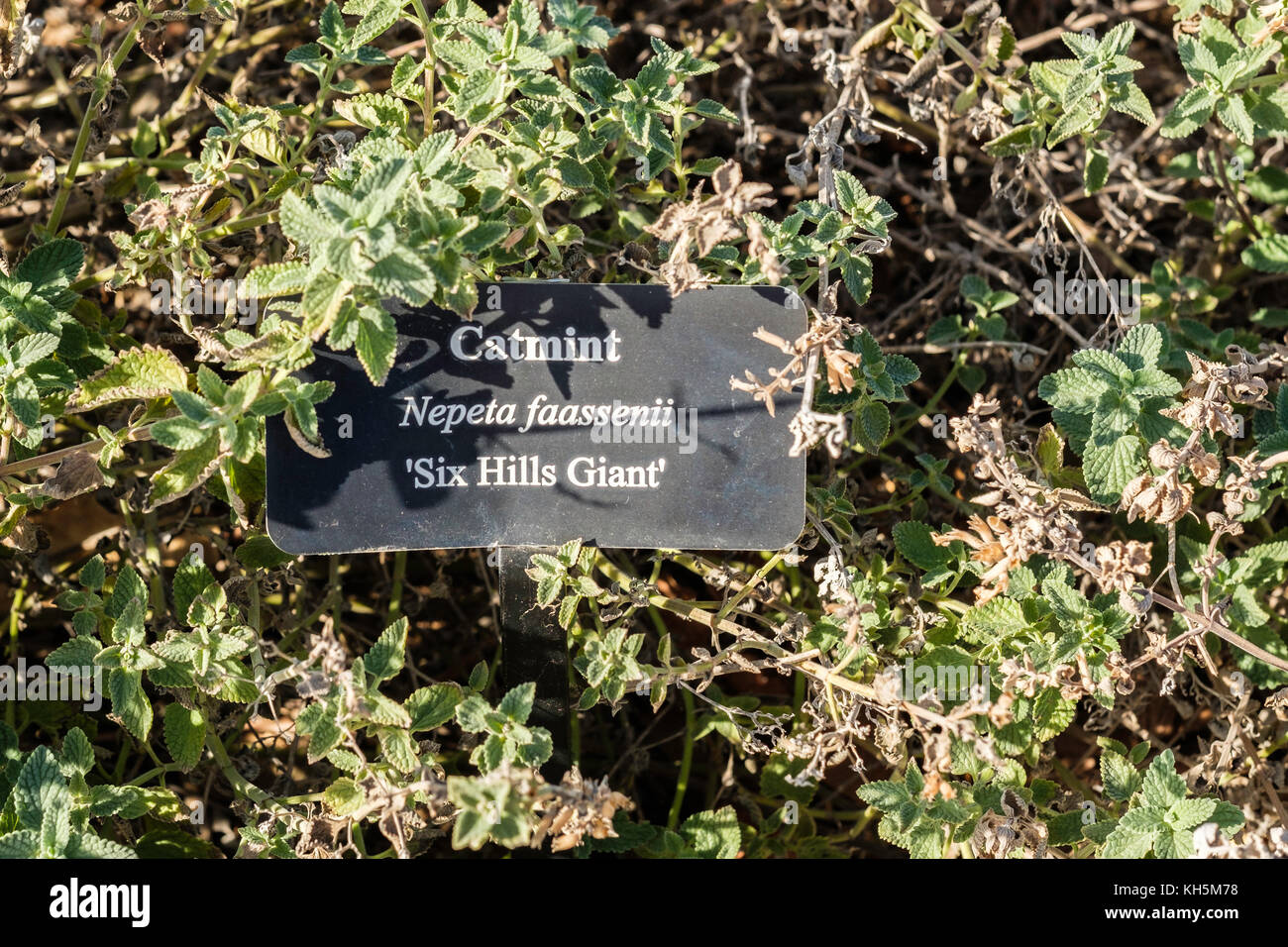 A labeled bed of Catmint, Nepeta x faassenii, Six Hills Giant. Winter stage after a freeze with no blooms. Oklahoma, USA. Stock Photo