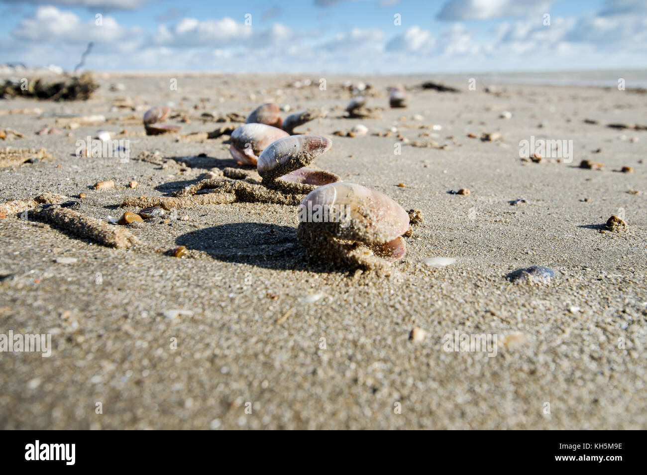 Clam shells lying on Camber Sands beach in East Sussex Stock Photo