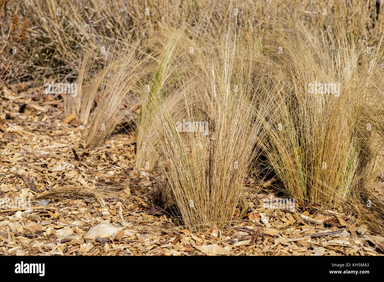 Dead ornamental grass hi-res stock photography and images - Alamy