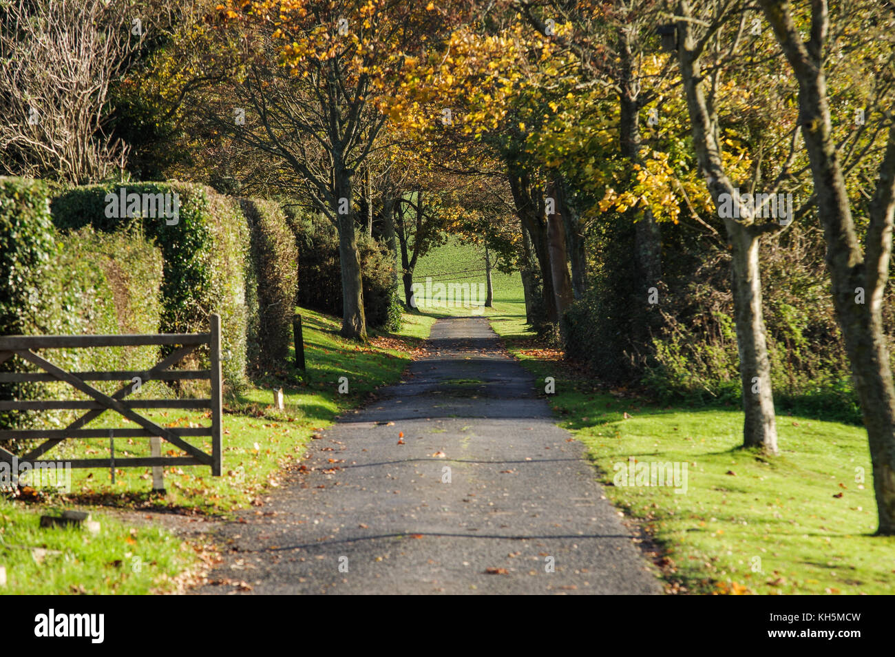 Autumnal trees lining a narrow country lane in East Sussex Stock Photo