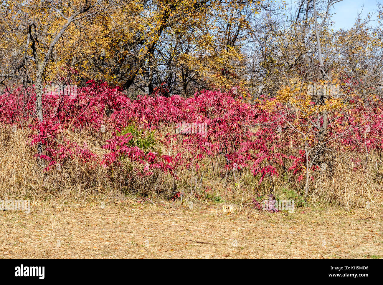 Sumac,Rhus, growing in a nature park, Bluff Creek Trail in Oklahoma