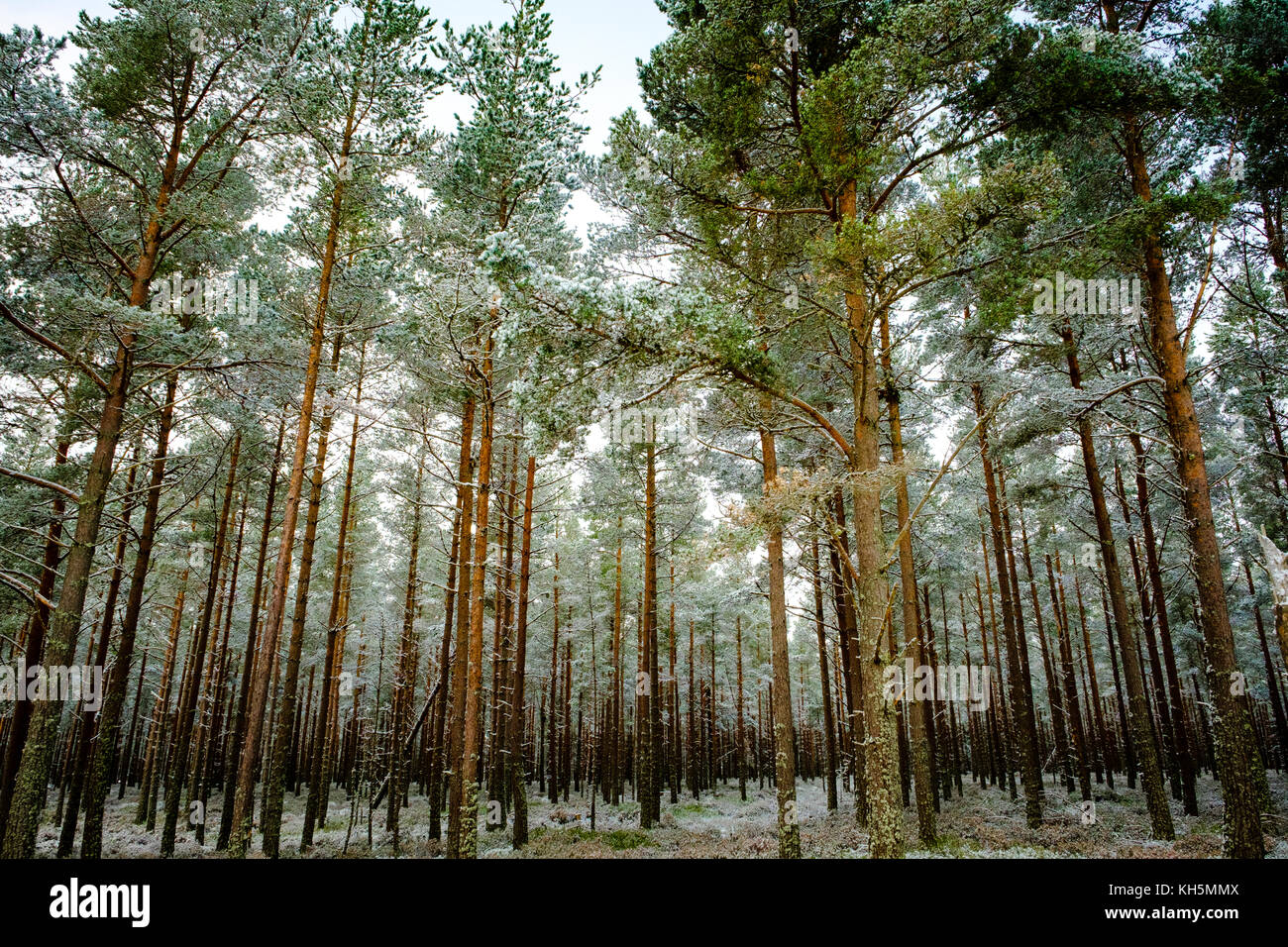 Dense snowy forest hi-res stock photography and images - Alamy