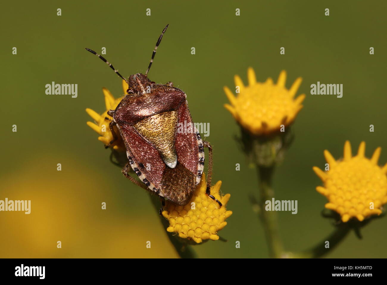Adult Hairy Shieldbug Stock Photo