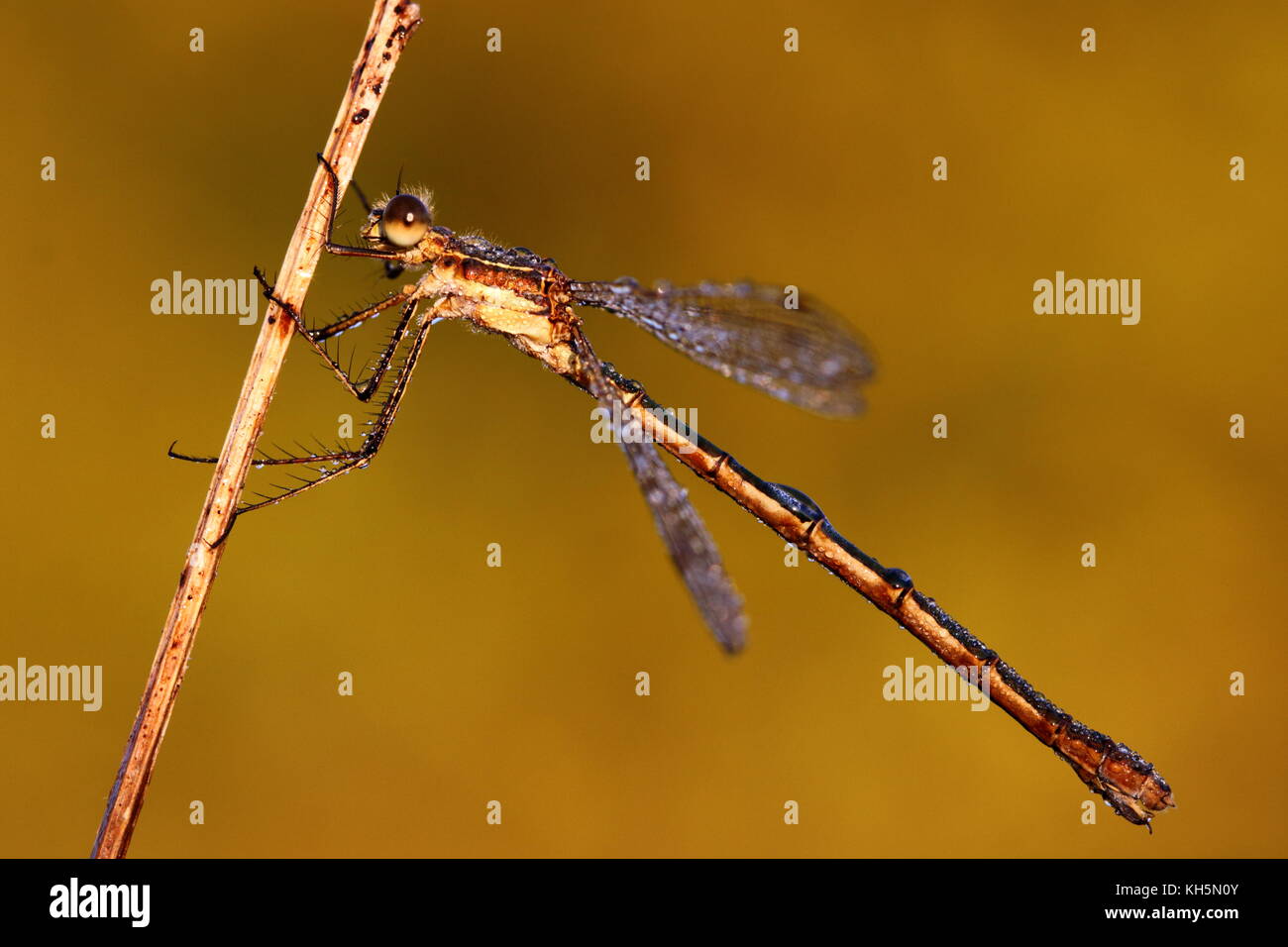 Female Emerald damselfly Stock Photo - Alamy