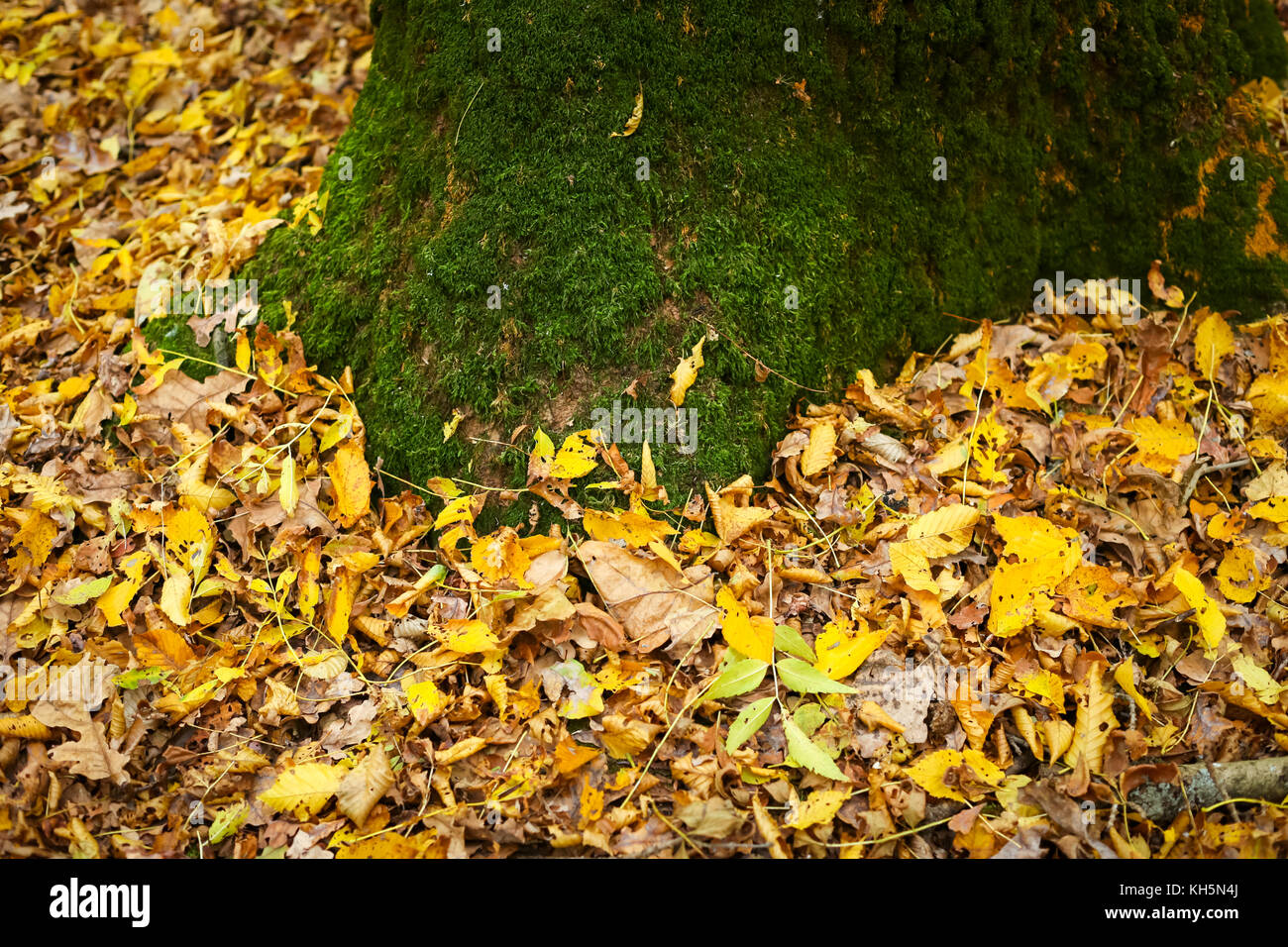 A view of moss on oak tree with fallen leaves in an autumn forest Stock ...