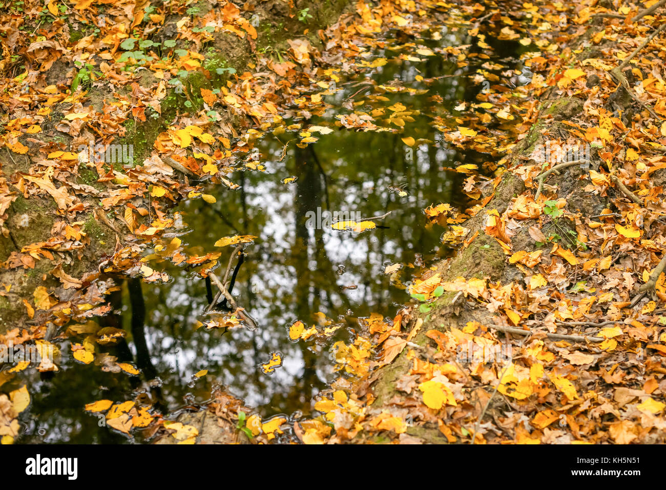 A reflection of trees in a puddle in an autumn forest covered with ...