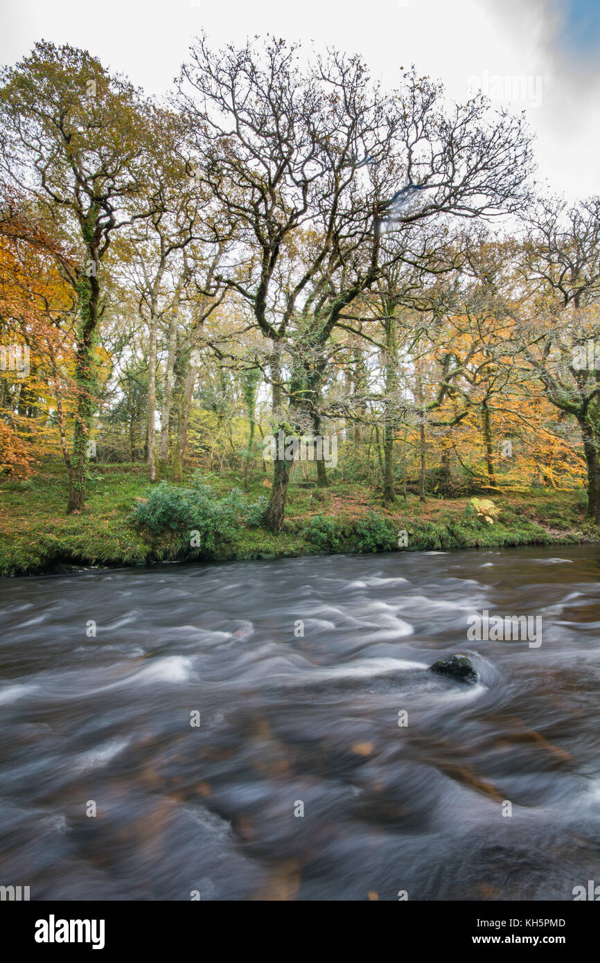 The river Dart at Newbridge flowing through a wooded valley in autumn