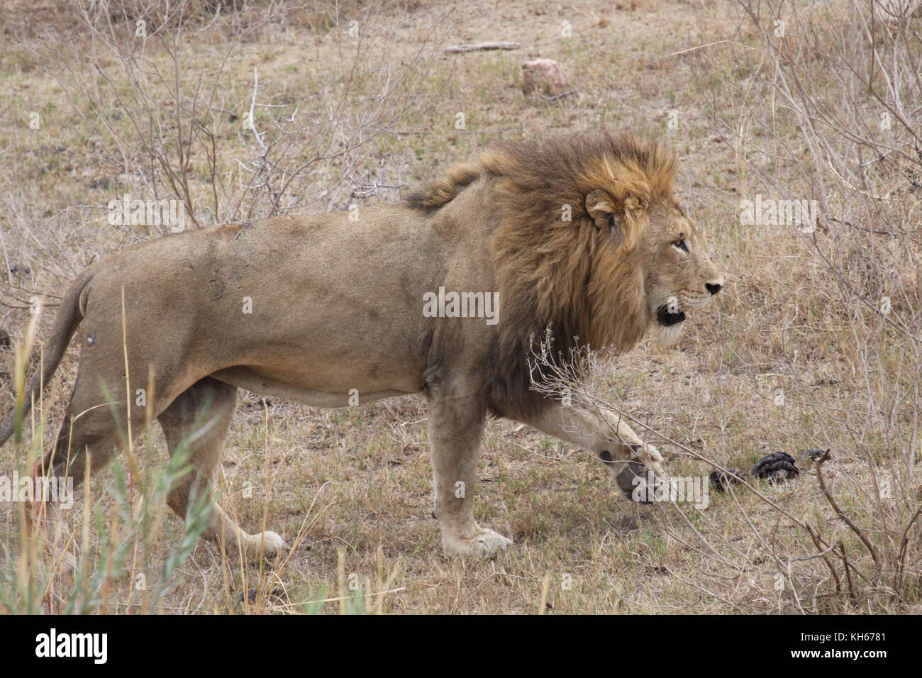 Lions in Kruger Stock Photo - Alamy